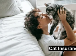 Best Pet Insurance Companies for Cats